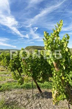 Rows of white grapevines with dramatic clouds and blue sky in the background Stock Photos