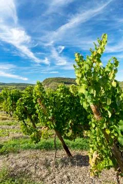 Rows of white grapevines with dramatic clouds and blue sky in the background Stock Photos