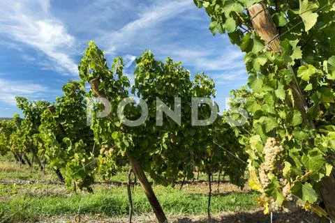 Rows of white grapevines with dramatic clouds and blue sky in the background Stock Photos