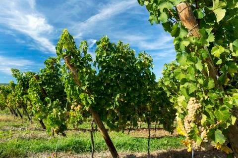 Rows of white grapevines with dramatic clouds and blue sky in the background Stock Photos