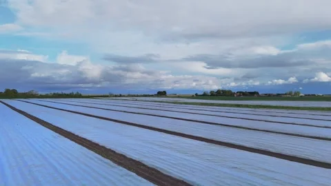 Rows of white plastic mulch cover the field. Cloudy skies loom over the Stock Footage 343695756