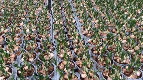 Rows of white plastic pots filled with narcissus flower bulbs and emerging .. Stock Footage 329440957