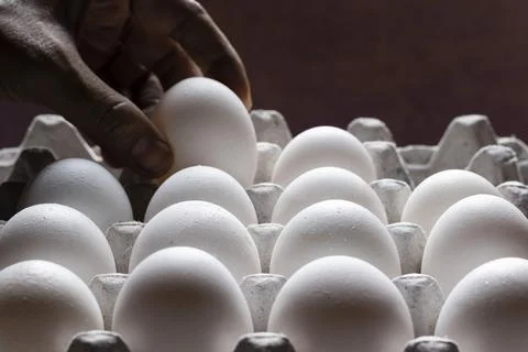 Rows of white poultry eggs Stock Photos
