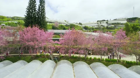 Rows of wild sakura trees planted in residential areas Stock Footage 240067864
