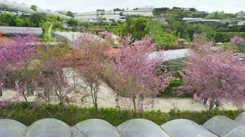 Rows of wild sakura trees planted in residential areas Stock Footage 240072188