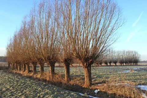 Rows of willows in dutch meadow Stock Photos