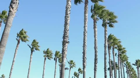 Rows of Windy Palm Trees Stock Footage 10609971
