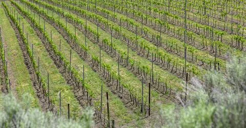Rows of wine grape fields. Young green grape vines growing on agricultural fa Stock Photos