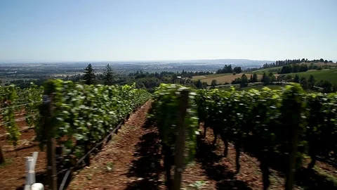 Rows of wine grape vines with red wine grapes at a Willamette Valley winery. Stock Footage 115309886