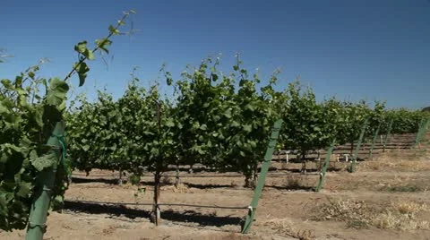 Rows of wine grapes with blue sky Stock Footage 21552595