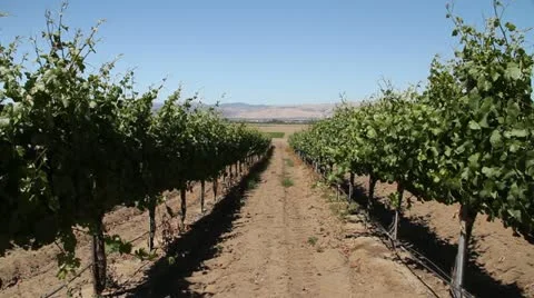 Rows of wine grapes Stock Footage 21552539