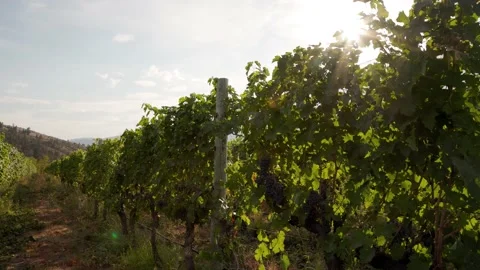 Rows of wine grapes growing, Okanagan winery, BC wine, destination. 4K 24FPS. Vídeo Stock 164489799