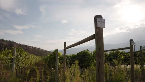 Rows of wine grapes growing, Okanagan winery, BC wine, destination. 4K 24FPS. Stock Footage 164576953