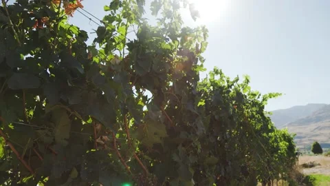 Rows of wine grapes growing, trellis, vineyard, winery, Okanagan winery, BC wine Vídeo Stock 209475600