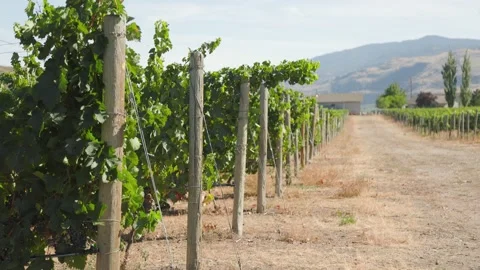 Rows of wine grapes growing, trellis, vineyard, winery, Okanagan winery, BC wine 스톡 동영상 210129496