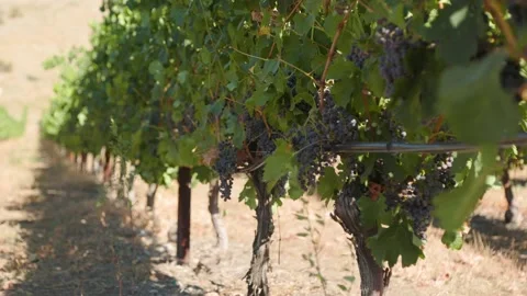 Rows of wine grapes growing, trellis, vineyard, winery, Okanagan winery, BC wine Stock Footage 210130218
