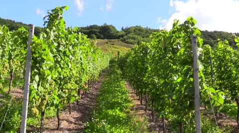 Rows of wine grapes vineyard Germany Stock Footage 57468729