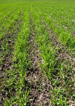 Rows of winter wheat close up, foliar feeding during tillering Stock Photos