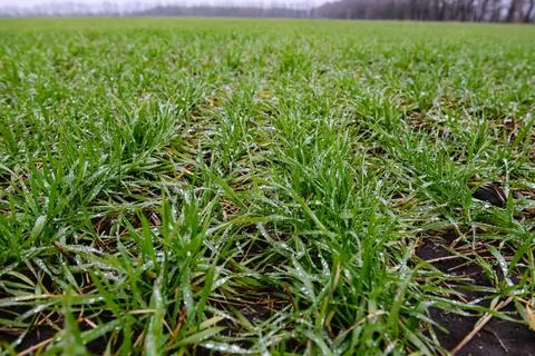 Rows of winter wheat shoots with raindrops, cloudy day. Stock-Fotos