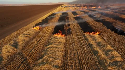 Rows of yellow burning straw in field after harvesting grain, flames and smoke Stock Footage 267850209