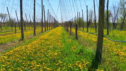 Rows of Yellow Dandelions Beneath Agricultural Trellises Stock Footage 346193202
