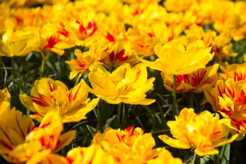 Rows of yellow tulips Stock Photos