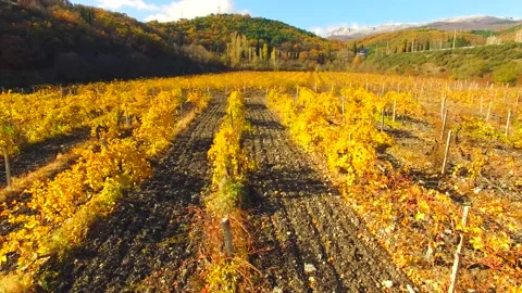 Rows of yellowed grapevines, in the fall. Stock-Footage 95319473