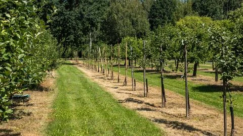Rows of Young Apple Trees in Well-Maintained Orchard Foto stock