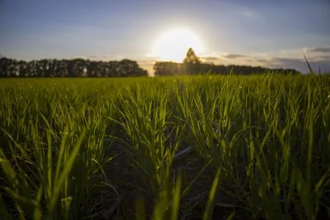 Rows of young barley on a sunset background. Stock Photos