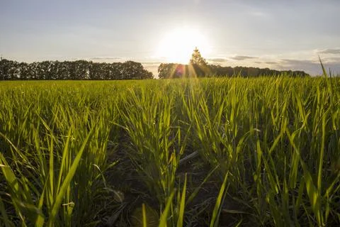Rows of young barley on a sunset background. Stock Photos