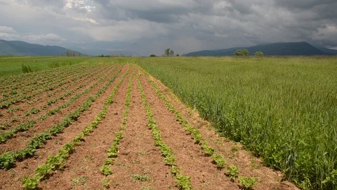 Rows of young beans and potatoes plants growing in the field. Organic vegetables Stock Footage 110025885