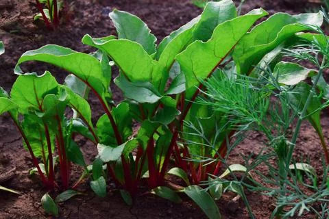 Rows of young beet plants in selective focus of the field. Beet crop cultivat Stock Photos
