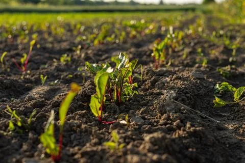 Rows of young beet plants sprout from rich soil in a vibrant field under a .. Stock Photos