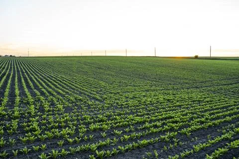 Rows of young beetroot sprouts growing in a soil on agricultural field. Foto stock