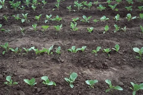 Rows of young cabbage on the field. Organic vegetables. Vegetable growing. .. Stock Photos