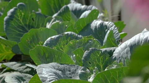 Rows of young Cabbage or Headed cabbage leafy green annual vegetable crop Video stock 115767125