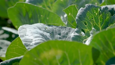 Rows of young Cabbage or Headed cabbage leafy green annual vegetable crop Video stock 115767165