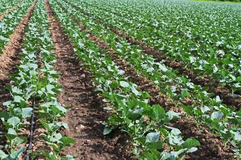 Rows of young cabbage plants growing on a farm Stock Photos