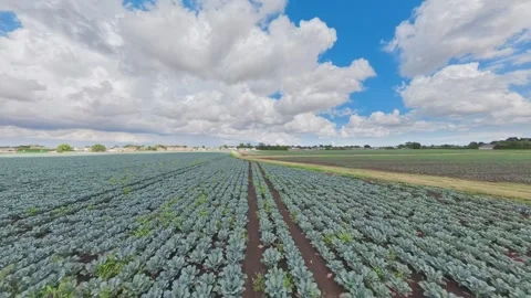 Rows of young cabbage stretch under blue skies 库存影片 342954731