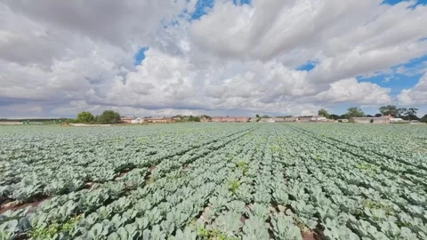 Rows of young cabbage stretch under vast, cloudy sky Vidéo 342955034
