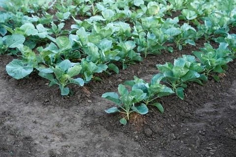Rows of young cabbage. Young cabbage growing in gardening Stock Photos