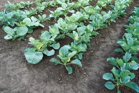 Rows of young cabbage. Young cabbage growing in gardening Fotos Stock