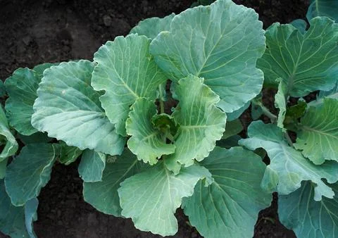 Rows of young cabbage. Young cabbage growing in gardening Stock Photos