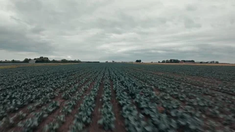 Rows of young cabbages stretch under gray skies 库存影片 346857898
