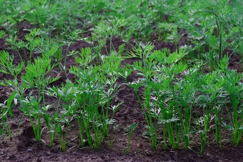 Rows of young carrot plants in the selective focus of the field. Carrot growi Stock Photos
