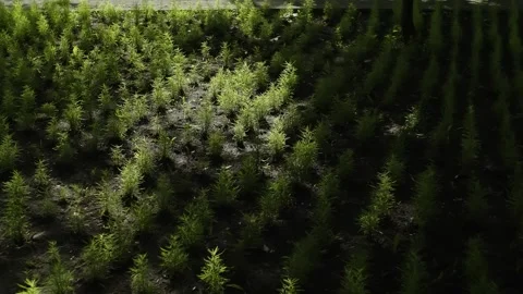 Rows of young conifer seedlings in a nursery bed, dappled with sunlight and Video stock 326065258
