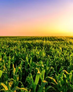 Rows of young corn in an agricultural field at sunset or sunrise. Stock Photos