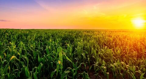 Rows of young corn in an agricultural field at sunset or sunrise. Stock Photos