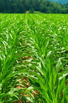 Rows of young corn field and forest in background 스톡 사진