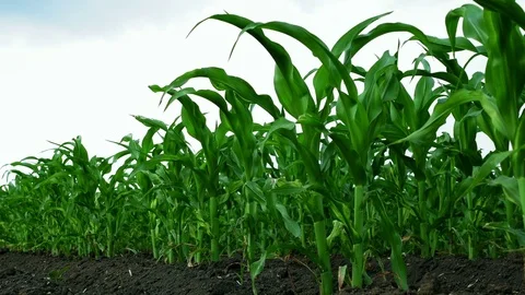 Rows of Young Corn in the Field before Rain Stock Footage 79958453